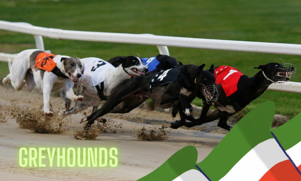 How to bet on greyhounds in India